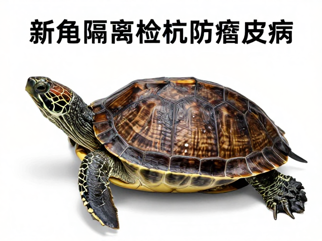 新龟隔离检疫防腐皮病,逐步恢复互动指南