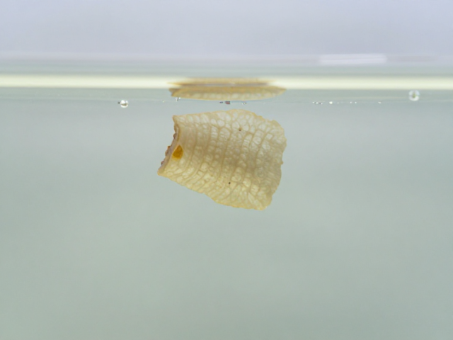 鱼腐皮病防治,显微镜检虫后,如何按体重精准计算药量?