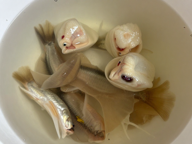 鱼腐皮病怎么治?药浴浸泡用土霉素,详细防治方案来了