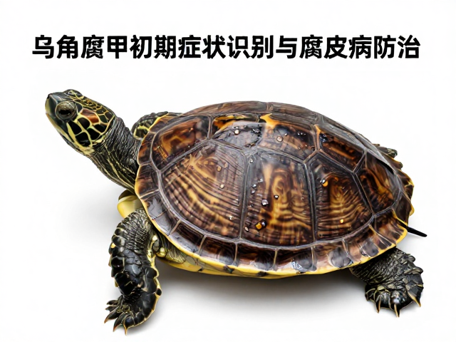 乌龟腐甲初期症状识别与腐皮病防治，甲壳修补固定全攻略