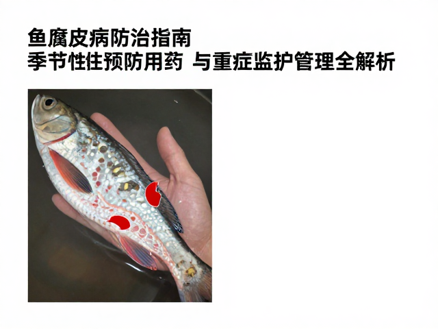 鱼腐皮病防治指南,季节性预防用药与重症监护管理全解析