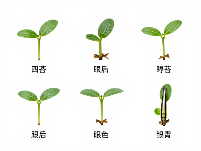 幼苗鉴别,四肢活动与眼后条纹走向全解析