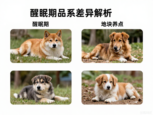 纠正饲养误区,醒眠期护理要点与不同地域品系差异解析
