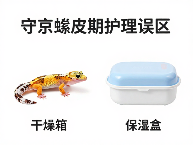 守宫蜕皮期护理误区,干燥箱与保湿盒的正确搭配指南