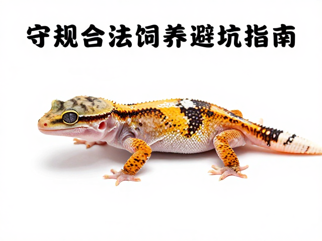 守规合法饲养避坑指南,纠正误区,搞定守宫蜕皮期护理