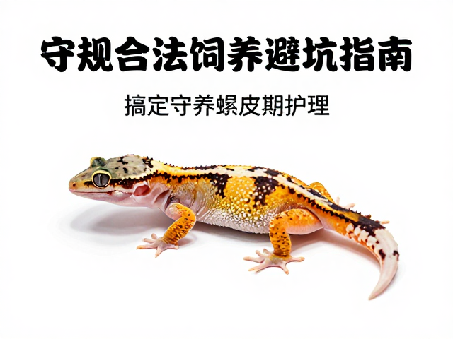 守规合法饲养避坑指南,纠正误区,搞定守宫蜕皮期护理