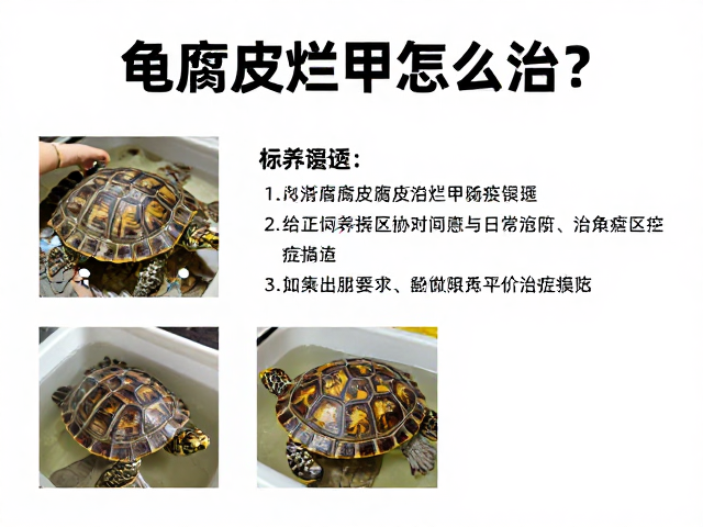 龟腐皮烂甲怎么治？纠正饲养误区，做好日常预防与检疫指南