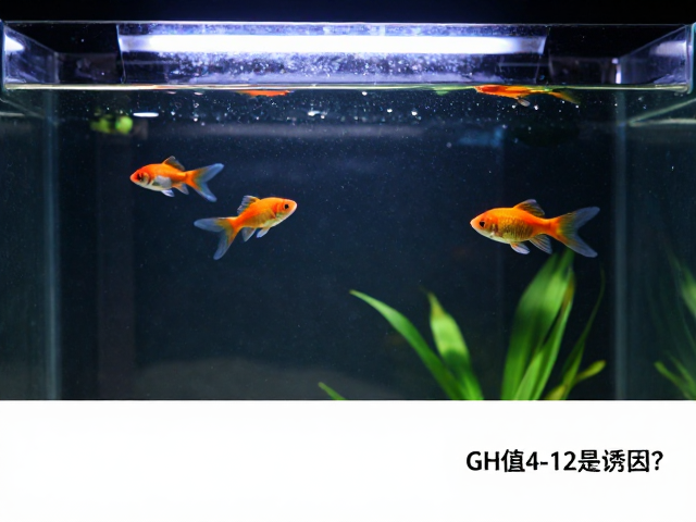 弱碱水养鱼致白点病？GH值4-12是诱因？
