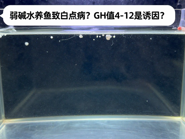 弱碱水养鱼致白点病？GH值4-12是诱因？
