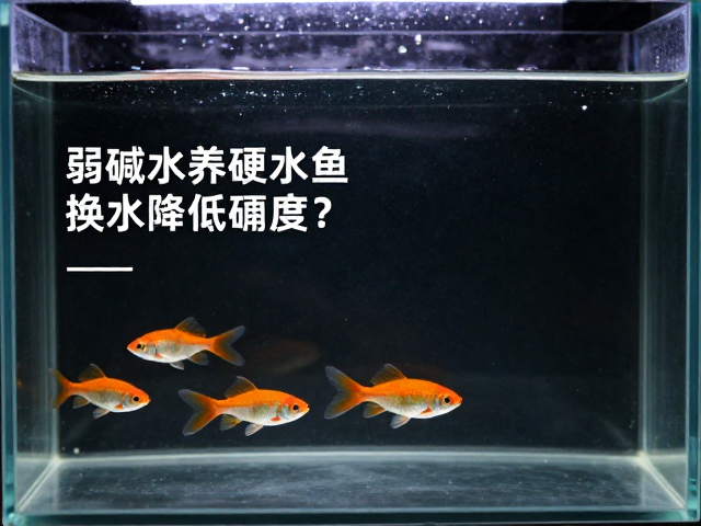 弱碱水养硬水鱼,如何通过换水降低硬度?