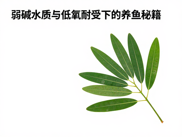 沉木榄叶造景指南，弱碱水质与低氧耐受下的养鱼秘籍