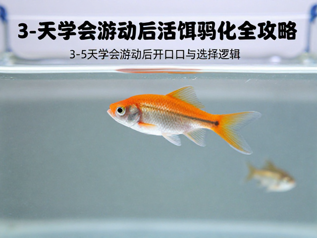 卵胎生鱼怎么喂？3-5天学会游动后活饵驯化全攻略