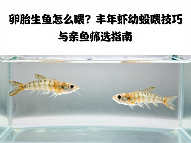 卵胎生鱼怎么喂？丰年虾幼虫投喂技巧与亲鱼筛选指南
