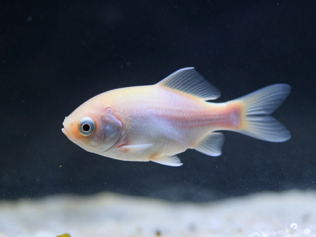 卵胎生鱼营养不足不发色?观察异常行为,3招快速恢复体色