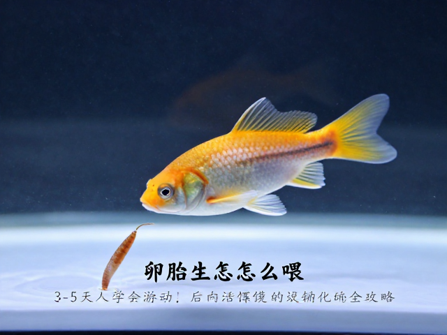 卵胎生鱼怎么喂?3-5天学会游动后活饵驯化全攻略