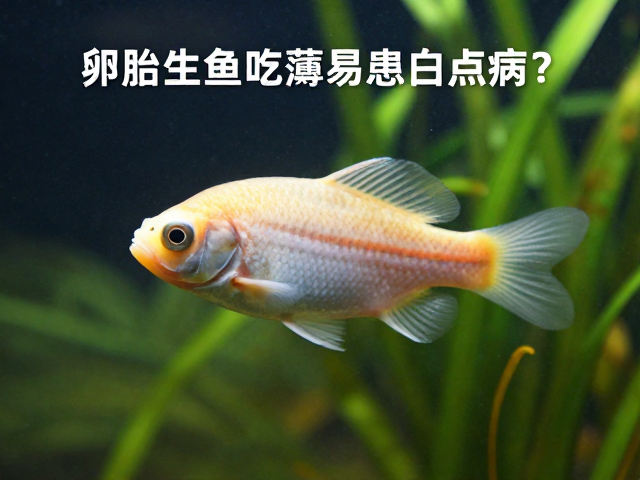 卵胎生鱼吃藻易患白点病？需保温防病的饲养指南