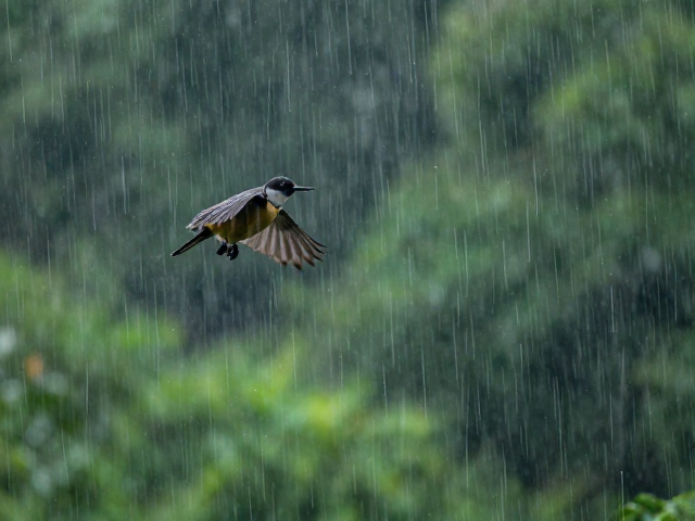 雨季湿度如何影响上层栖息？耐心饲养象征与养护指南