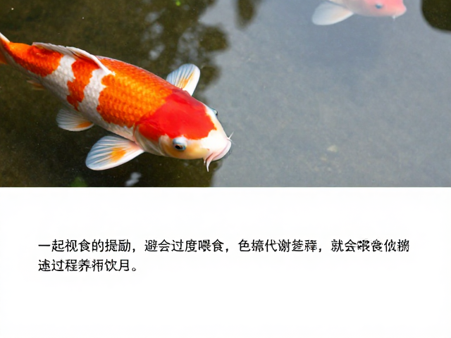 锦鲤头部红斑饱满秘诀，上层栖息与避免过度喂食的养护指南