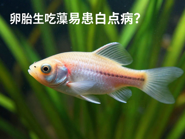 卵胎生鱼吃藻易患白点病？需保温防病的饲养指南