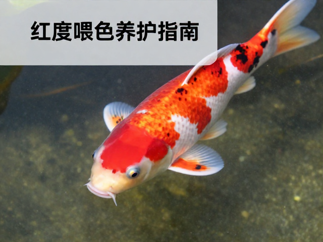 锦鲤头部红斑饱满秘诀，上层栖息与避免过度喂食的养护指南