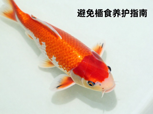 锦鲤头部红斑饱满秘诀，上层栖息与避免过度喂食的养护指南