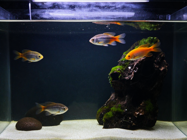 上层栖息鱼怎么养？提供遮蔽物，稳定水质，打造完美水族生态