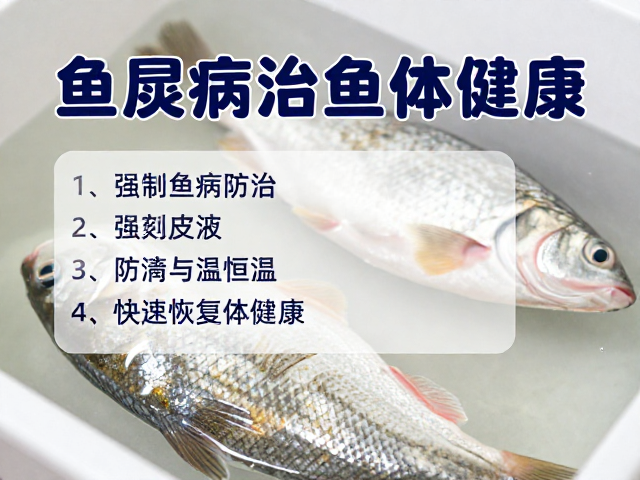鱼腐皮病防治,隔离观察与恒温控制,快速恢复鱼体健康