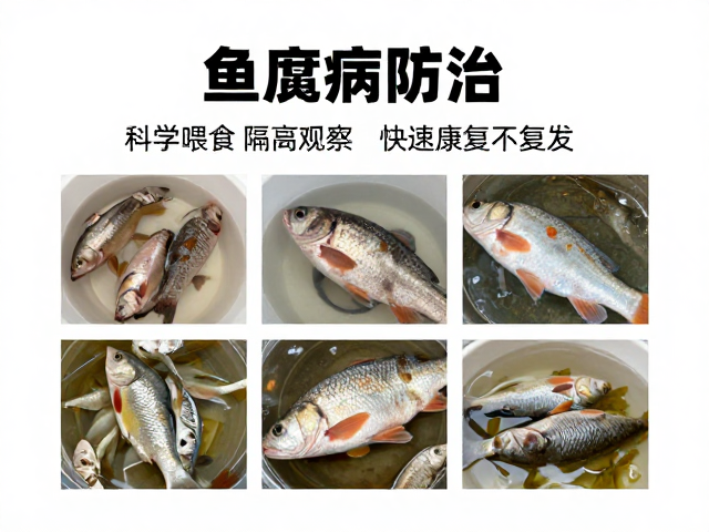 鱼腐皮病防治,科学喂食,隔离观察,快速康复不复发