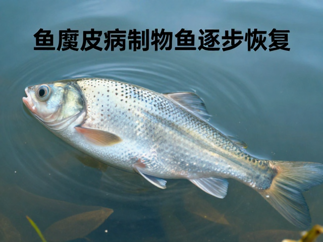 鱼腐皮病防治,控制水温恒定助鱼逐步恢复互动