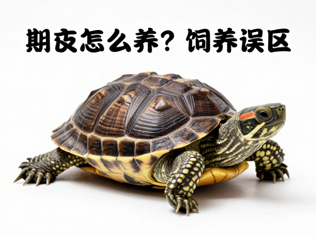 龟蜕皮期怎么养?纠正饲养误区,正确设置UVB与晒背