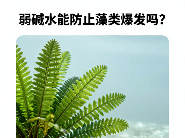 弱碱水能防止藻类爆发吗？科学藻类控制与水质管理指南