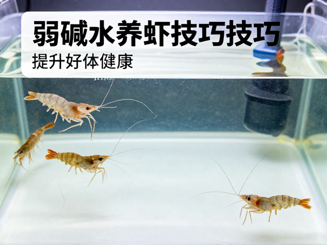 弱碱水养虾技巧,控制光照与观察活性,提升虾体健康