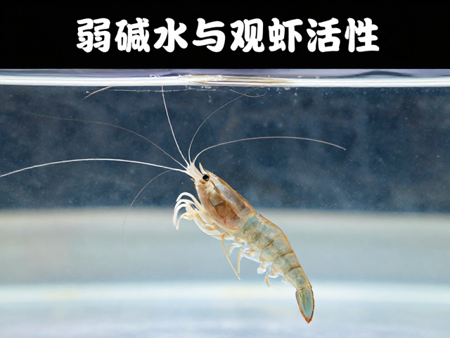弱碱水养虾技巧,控制光照与观察活性,提升虾体健康