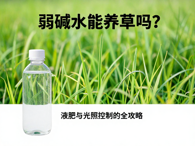 弱碱水能养草吗？搭配液肥与光照控制的全攻略