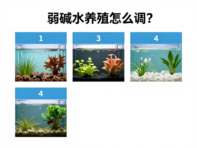 弱碱水养殖怎么调?逐步调整水质参数,确保装饰物安全性