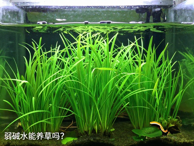 弱碱水能养草吗？搭配液肥与光照控制的全攻略