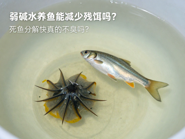 弱碱水养鱼能减少残饵吗？死鱼分解快真的不臭吗？