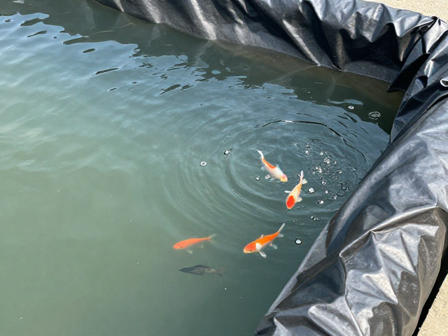 弱碱水养鱼防缺氧浮头,遮光布罩关键技巧