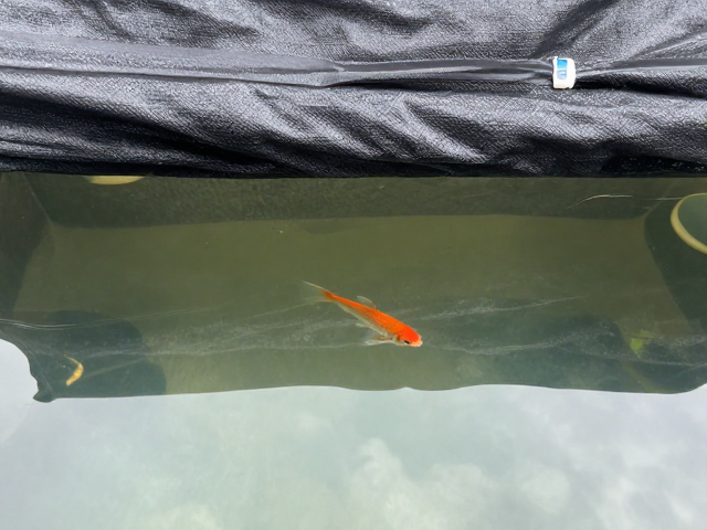 弱碱水养鱼防缺氧浮头,遮光布罩关键技巧
