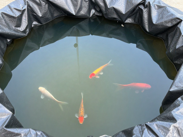 弱碱水养鱼防缺氧浮头,遮光布罩关键技巧
