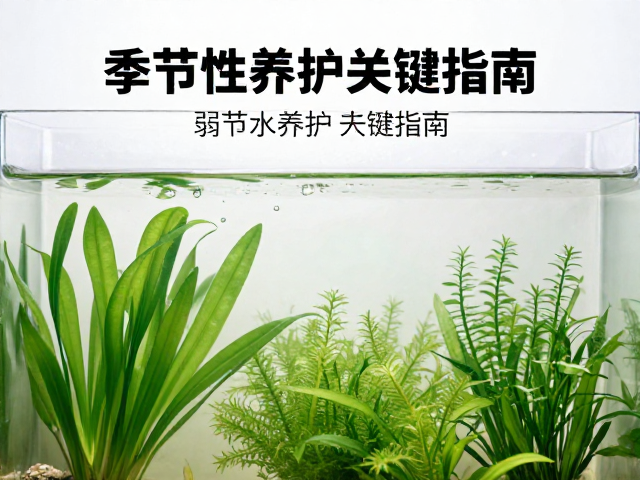 弱碱水如何调节水草代谢?季节性养护关键指南