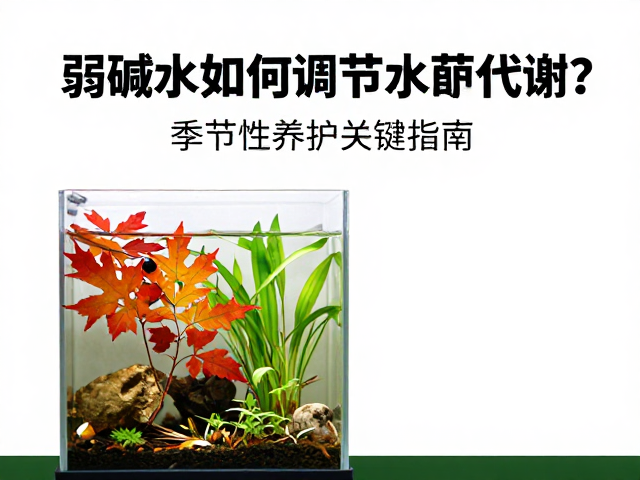 弱碱水如何调节水草代谢？季节性养护关键指南