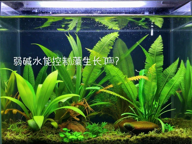 弱碱水能控制藻类生长吗？揭秘水草吸收对水质的影响
