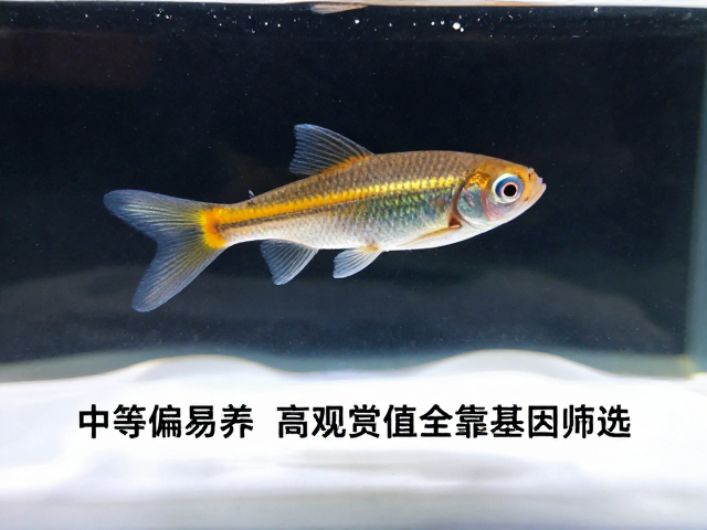 卵胎生鱼怎么选？中等偏易养，高观赏值全靠基因筛选