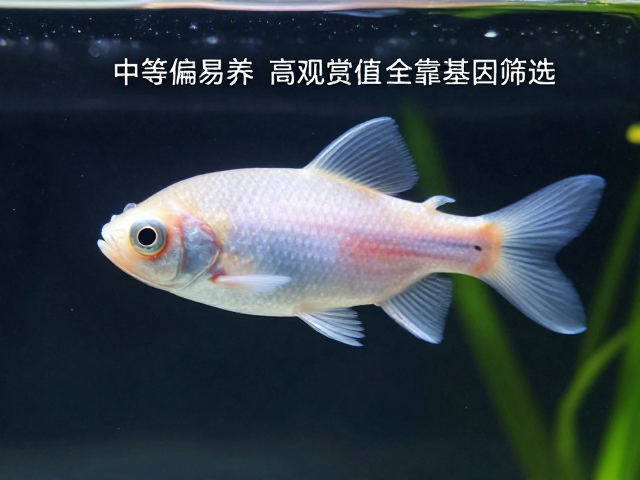 卵胎生鱼怎么选？中等偏易养，高观赏值全靠基因筛选