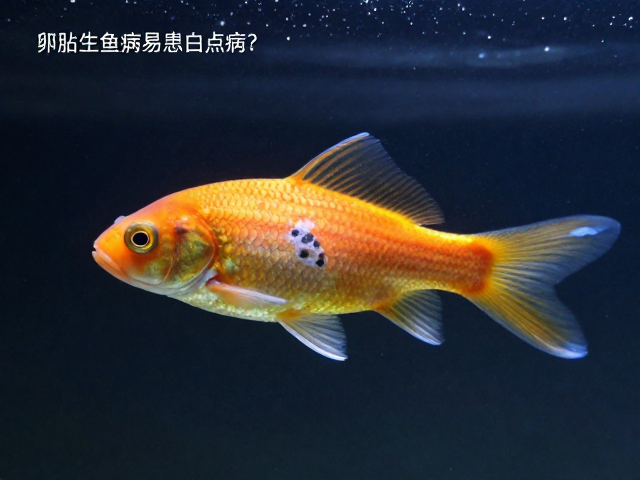 卵胎生鱼易患白点病?记录饲养数据助你科学防控