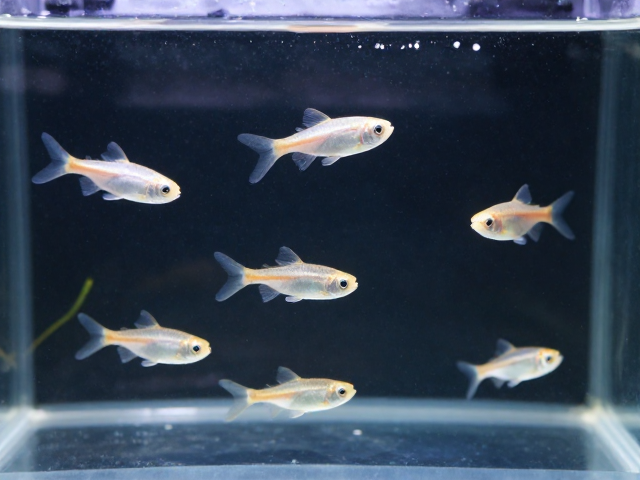 卵胎生鱼隔离饲养防基因退化，新手避坑指南