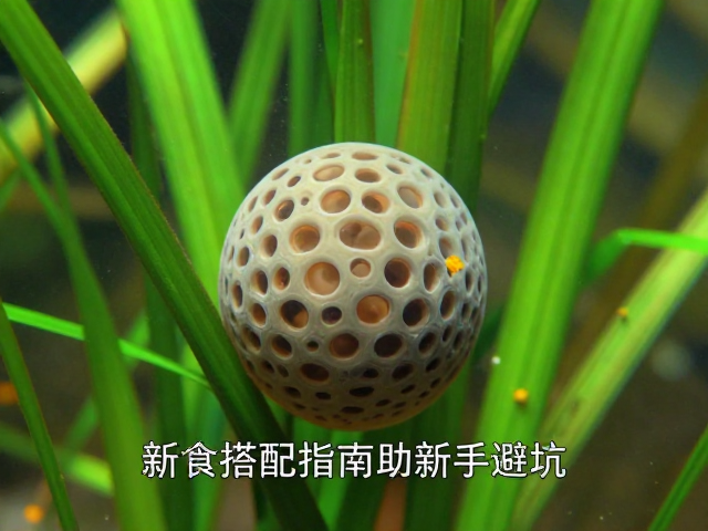 卵胎生鱼隐蔽草丛产卵,辅食搭配指南助新手避坑