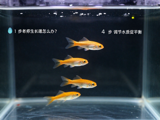 卵胎生鱼人工繁育成熟后鱼苗生长不均怎么办？4步调节水质促平衡