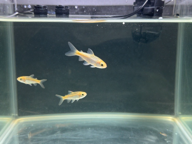 卵胎生鱼人工繁育成熟后鱼苗生长不均怎么办？4步调节水质促平衡